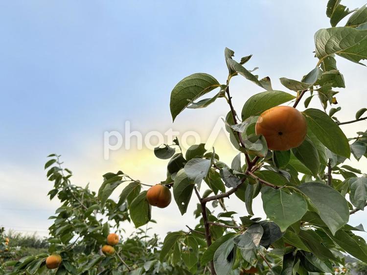 夕空の下に実る柿の実 柿,柿の実,果物の写真素材