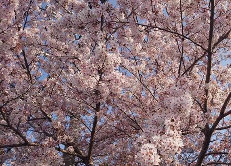満開の桜 満開の桜の写真