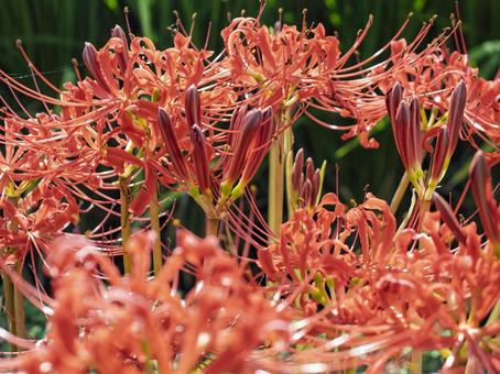 鮮烈に広がる赤の群れ 鮮烈に広がる赤の群れ 彼岸花,赤色,群生の写真素材