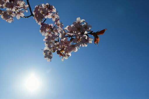 桜と太陽 桜,公園,空の写真素材