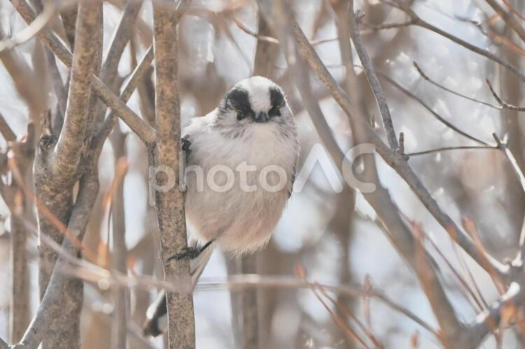 枝にとまったエナガ 冬,野鳥,里の鳥の写真素材