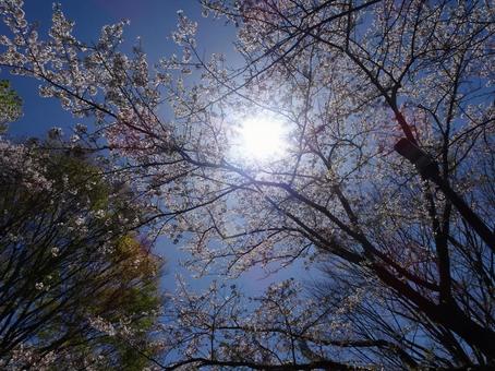 Photo, april, cherry blossoms, petal, 