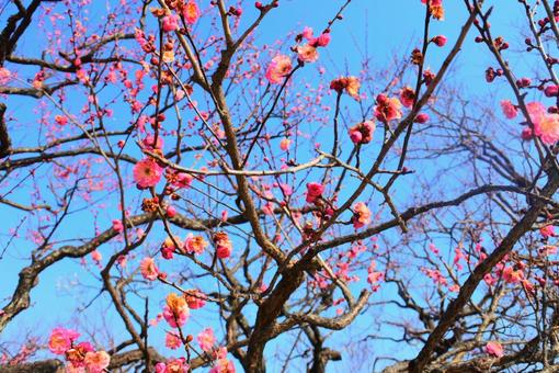 青空に映える梅の花 青空に映える梅の花の写真