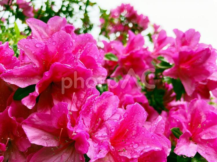 朝露に濡れた春のツツジの花（ピンク） 春,ツツジ,ピンクの写真素材