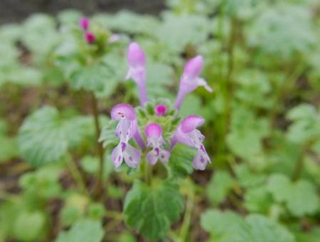 【花の写真】ホトケノザ（仏の座）の写真