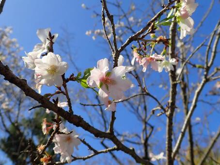 10月桜の写真
