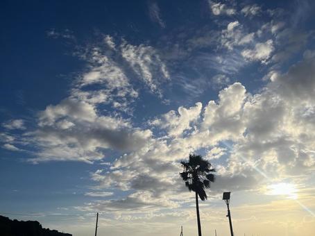 明るい空と木 背景素材 明るい空と木 背景素材の写真