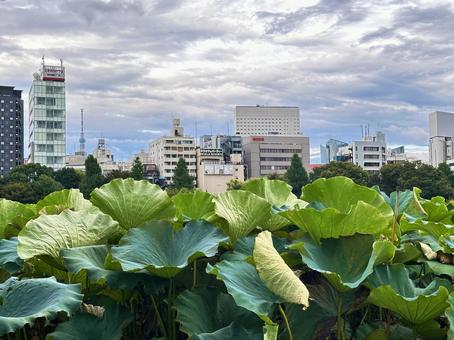 上野恩賜公園　＜東京＞ 景色,公園,公共公園の写真素材