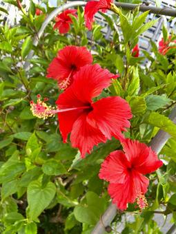 赤ハイビスカス2 赤ハイビスカス2 ハイビスカス,花,植物の写真素材
