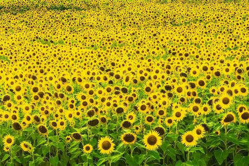 密集したひまわり 密集したひまわりの写真