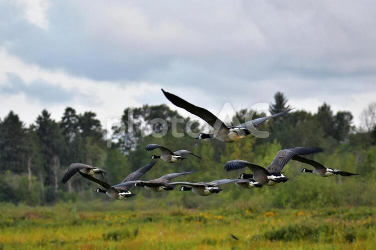 群れで飛び立つカナダ雁　バ－ナビ－レイク　ブリティッシュコロンビア州　カナダ カナダ雁,群れ,雁の写真素材