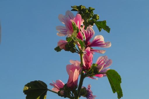 6月上旬の庭の陽を浴びるゼニアオイの花 6月上旬の庭の陽を浴びるゼニアオイの花の写真