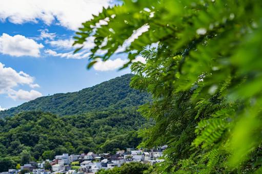 公園から眺めた夏空 青空,空,雲の写真素材