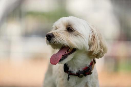 犬のポートレート(ミックス犬) 犬のポートレート(ミックス犬) 犬,ミックス犬,犬の顔の写真素材