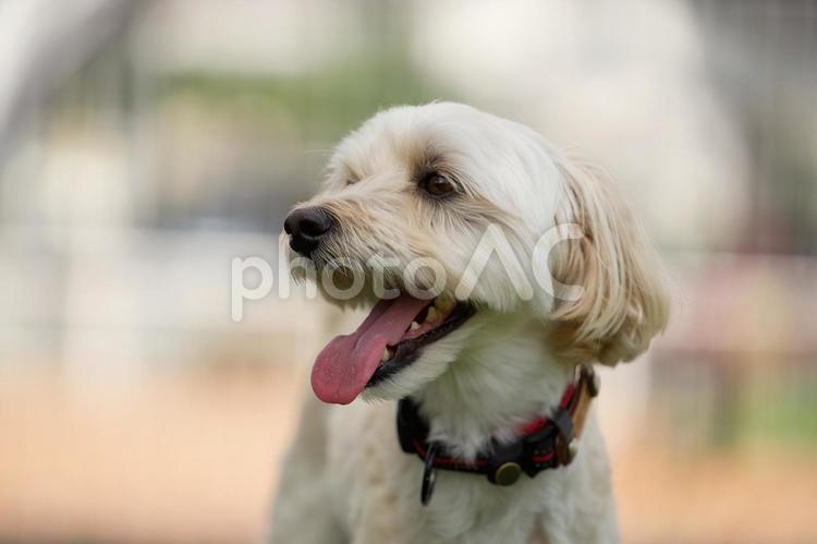 犬のポートレート（ミックス犬） 犬,ミックス犬,可愛い犬の写真素材