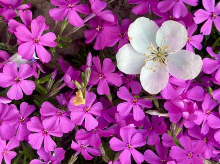 シバザクラ ピンク シバザクラ ピンク シバザクラ,花,ピンクの写真素材