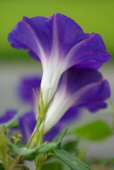 朝顔 朝顔の写真