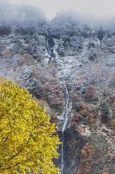 紅葉と雪 紅葉,雪,秋の写真素材