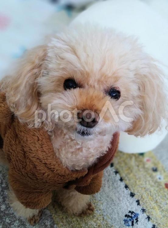 オヤツをおねだりするトイプードル 犬,ふわふわ,プードルの写真素材