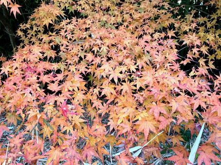 紅葉 紅葉,秋,赤の写真素材