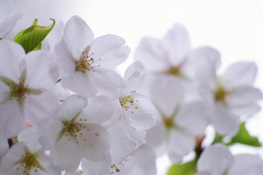 cherry blossoms, JPG