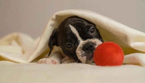 フレンチブルドッグの子犬 フレンチブルドッグの子犬の写真