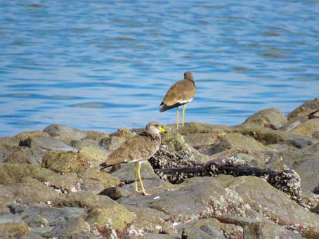 海辺に降り立った2羽のケリ 海辺に降り立った2羽のケリ ケリ,野鳥,動物の写真素材