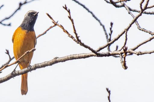 枝にとまるジョウビタキ・コピースペースの写真