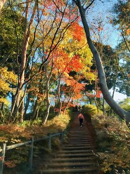 秋の天覧山 秋の天覧山 天覧山,登山道,紅葉の写真素材