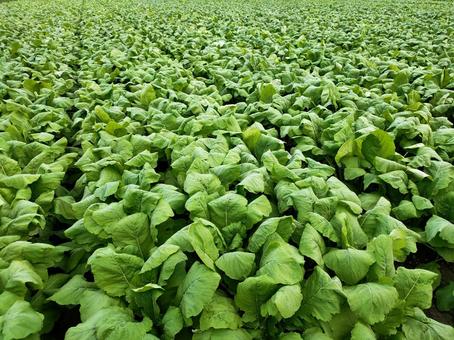 野菜 野菜,葉物,植物の写真素材