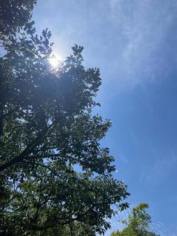 新緑 新緑の写真