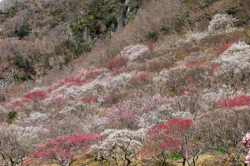 カラフルな梅林のある風景 梅,迎春,梅の花の写真素材