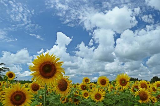 夏空とひまわり 夏空とひまわり ひまわり,ひまわり畑,向日葵の写真素材