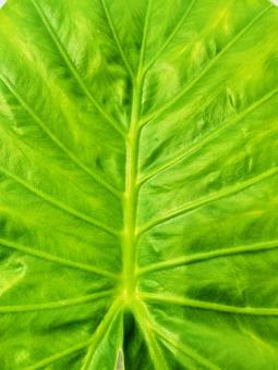 クワズイモ Alocasia odora クワズイモ Alocasia odoraの写真