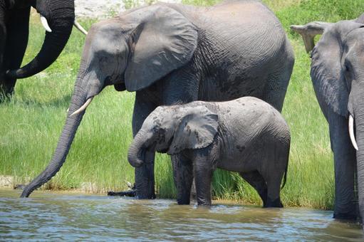 Photo, elephant, african elephant, family, 