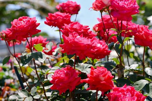 薔薇 ラブ 薔薇 ラブの写真