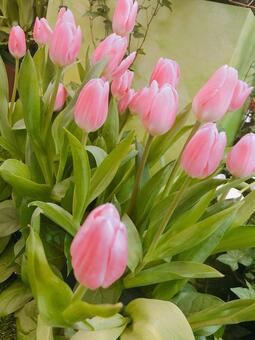 ピンクのチューリップの写真