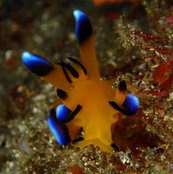 ウデフリツノザヤウミウシの写真