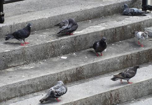 階段で休憩する鳩の群れ 階段で休憩する鳩の群れの写真