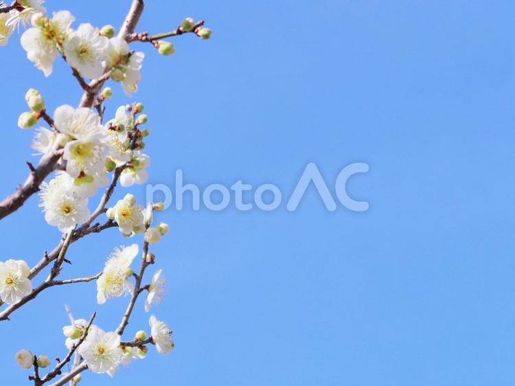 春　梅の花と青空のフレーム 春,花,梅の写真素材