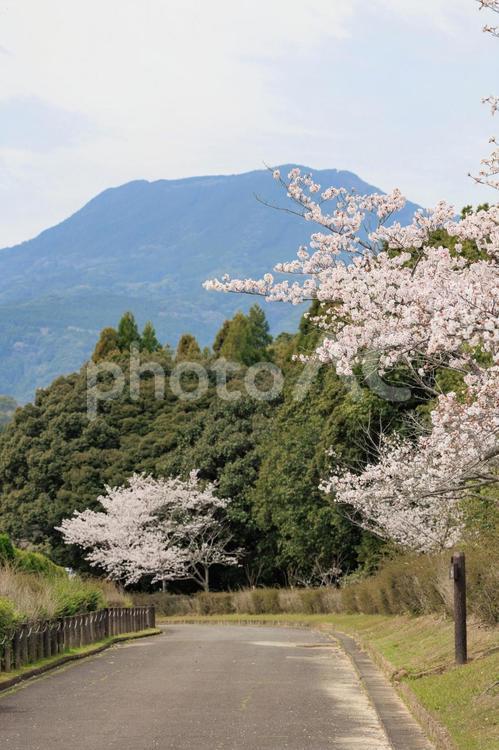 桜の咲く田舎の公園 桜,春,満開の写真素材