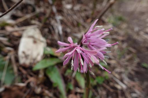 新緑の安積山の花 新緑の安積山の花の写真