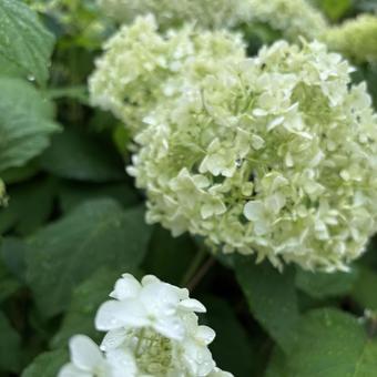 紫陽花 紫陽花の写真