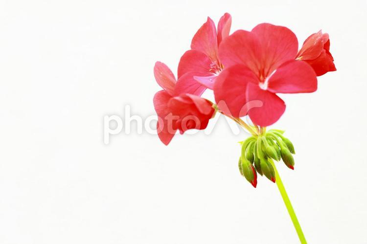 ゼラニウム_ソフトフォーカス_イメージ ゼラニウム,花,背景の写真素材