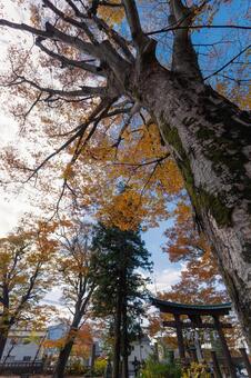 ブナと紅葉 紅葉,ブナ,落葉樹の写真素材