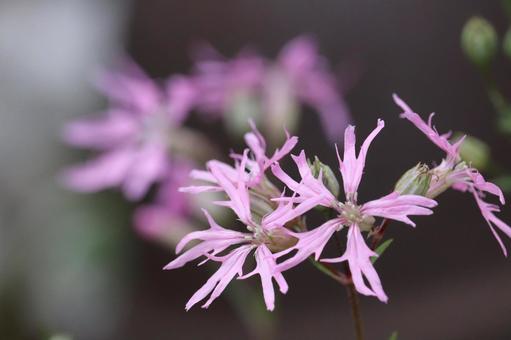 Photo, lychnis floskullii, guo gongxian, nadesico, 
