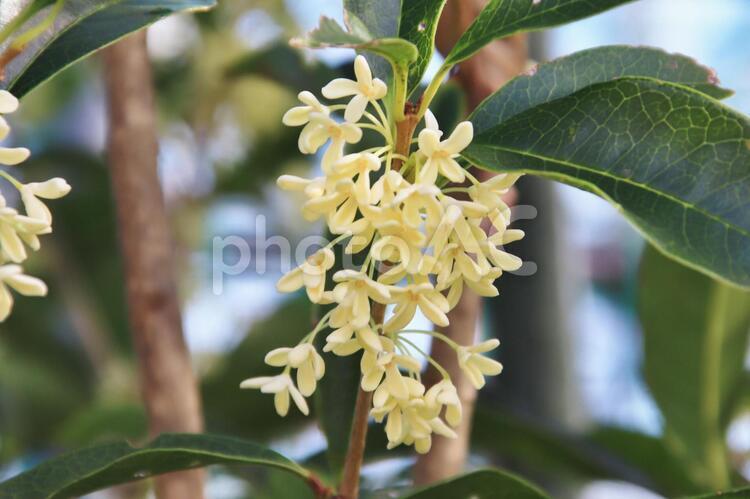 ギンモクセイの花 ぎんもくせい,ギンモクセイ,銀木犀の写真素材