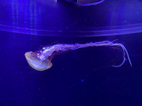 クラゲ クラゲの写真