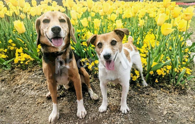 あったかい黄色のチューリップの前で 犬,ビーグル,ジャックラッセルテリアの写真素材