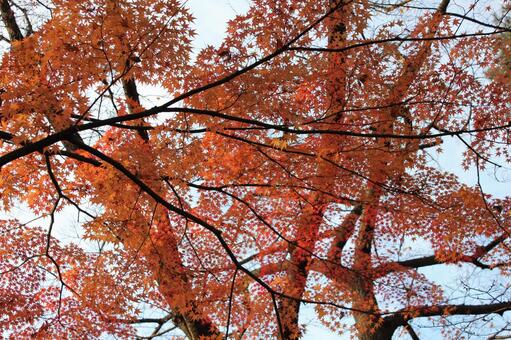 紅葉14 紅葉,もみじ,赤の写真素材